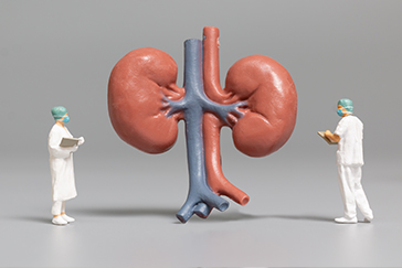 Kidney diseases myths that need to be busted