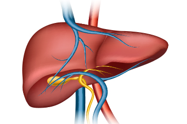 Is your liver functioning well? Signs of liver failure you should not ignore